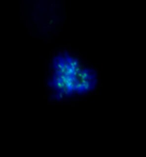 NDC80 Antibody (9G3.23) - Azide and BSA Free NB100-338