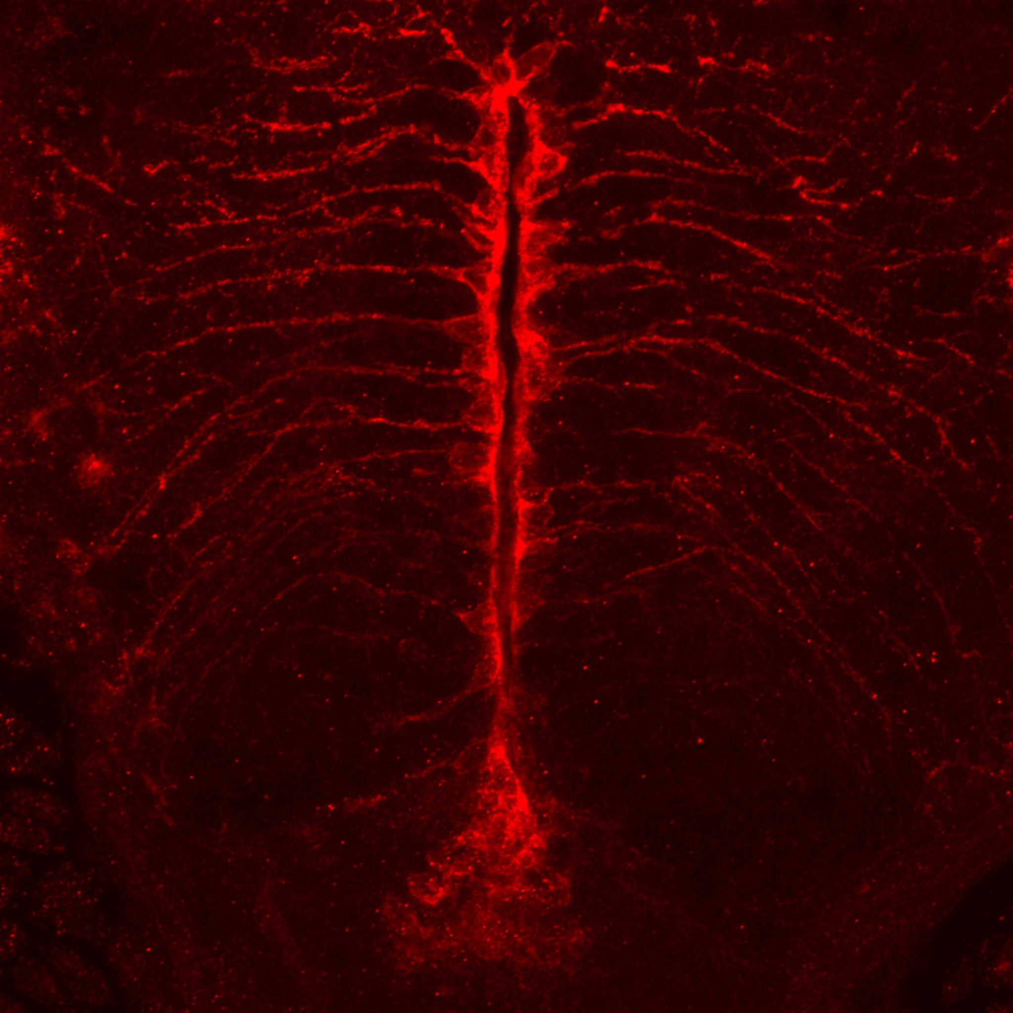 RPE65 Antibody (401.8B11.3D9) - BSA Free NB100-355
