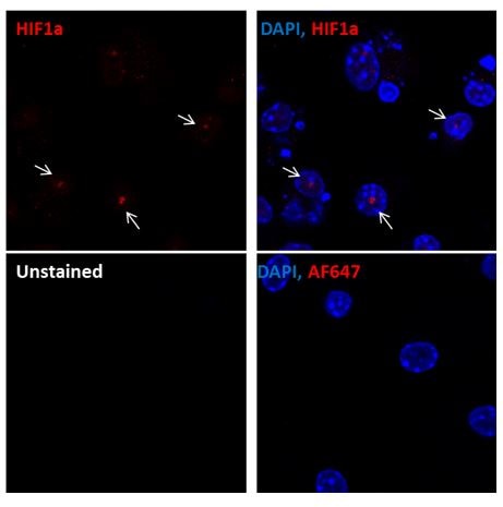 HIF-1 alpha Antibody NB100-449
