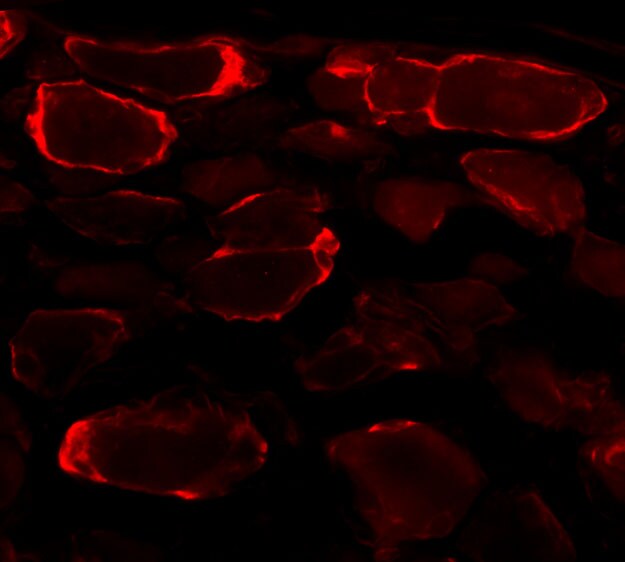 Glutamine Synthetase Antibody - BSA Free NB110-41404