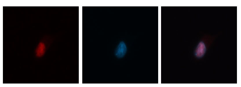 hnRNP L Antibody (4D11) - BSA Free NB120-6106