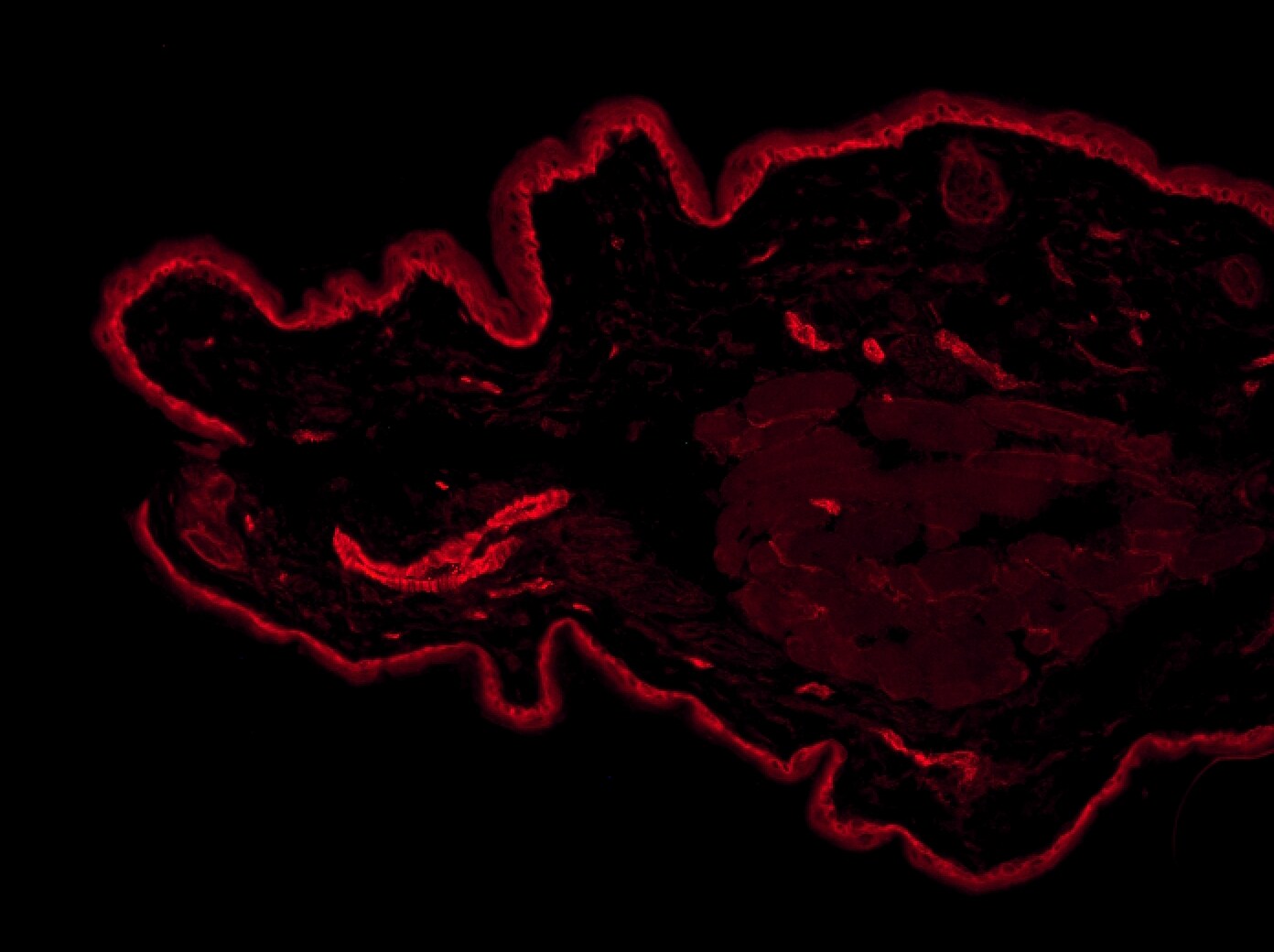 UCH-L1/PGP9.5 Antibody - BSA Free NB300-675