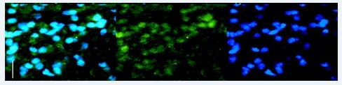 Pax6 Antibody NB300-750
