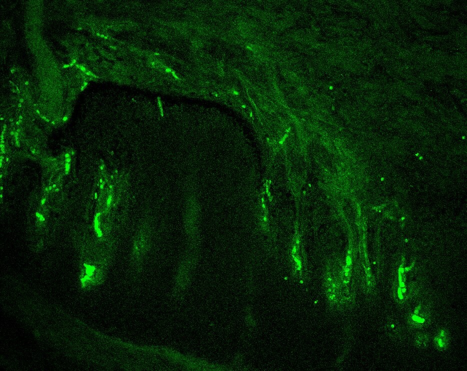 NF-H Antibody (NF-01) [Alexa Fluor® 488] NB500-416AF488