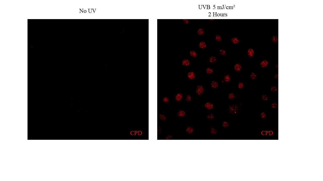 Thymine Dimer Antibody (H3) - BSA Free NB600-1141