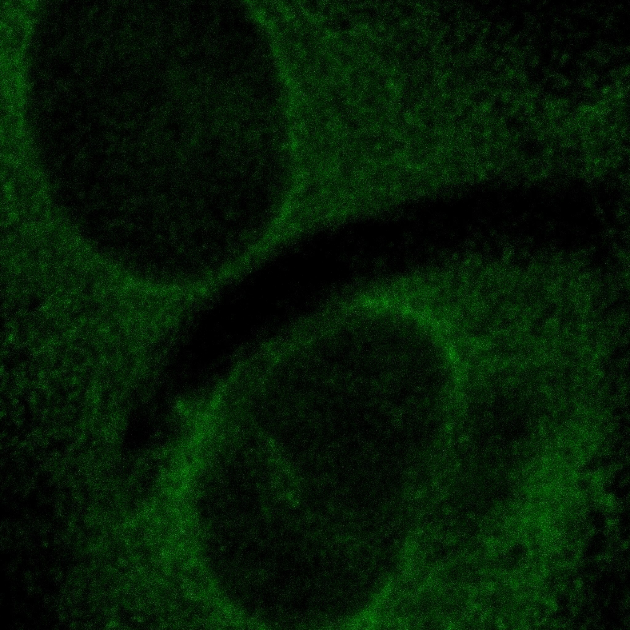 GFP Antibody - BSA Free NB600-308