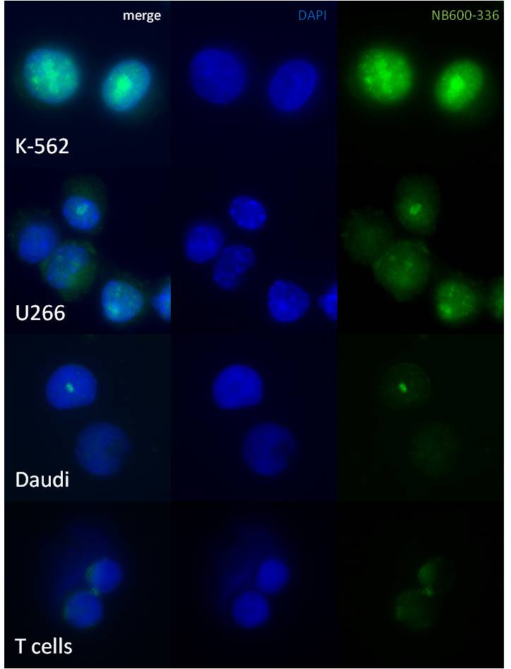 c-Myc Antibody - BSA Free NB600-336