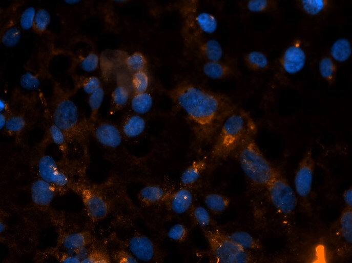 Collagen III alpha 1/COL3A1 Antibody - BSA Free NB600-594