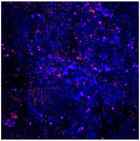 IL-1 beta/IL-1F2 Antibody - Azide and BSA Free NB600-633