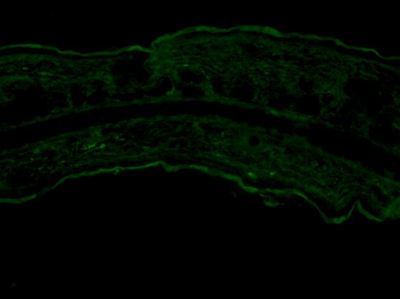 Rabbit IgG Isotype Control NB810-56910