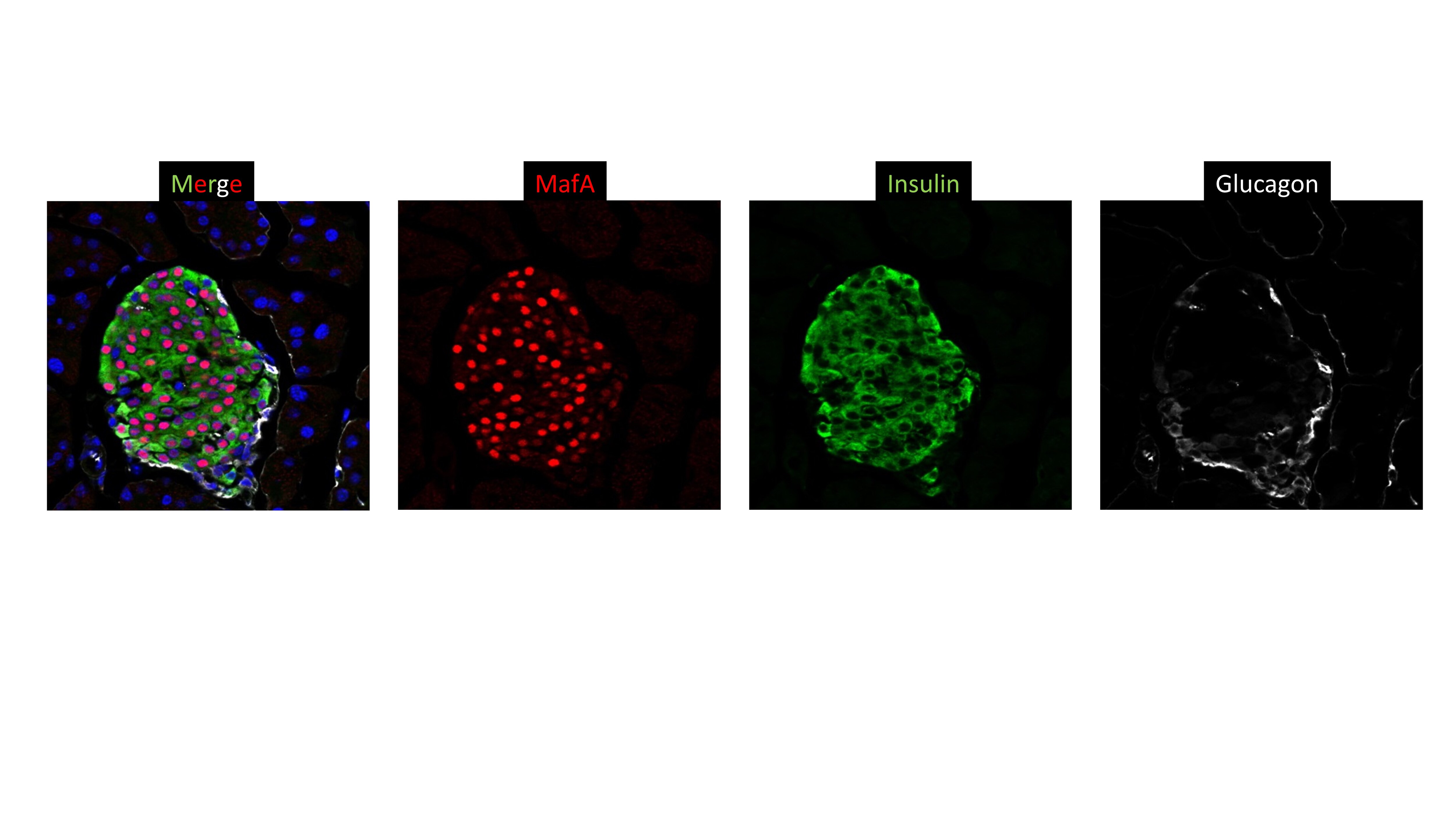 MafA Antibody NBP1-00121