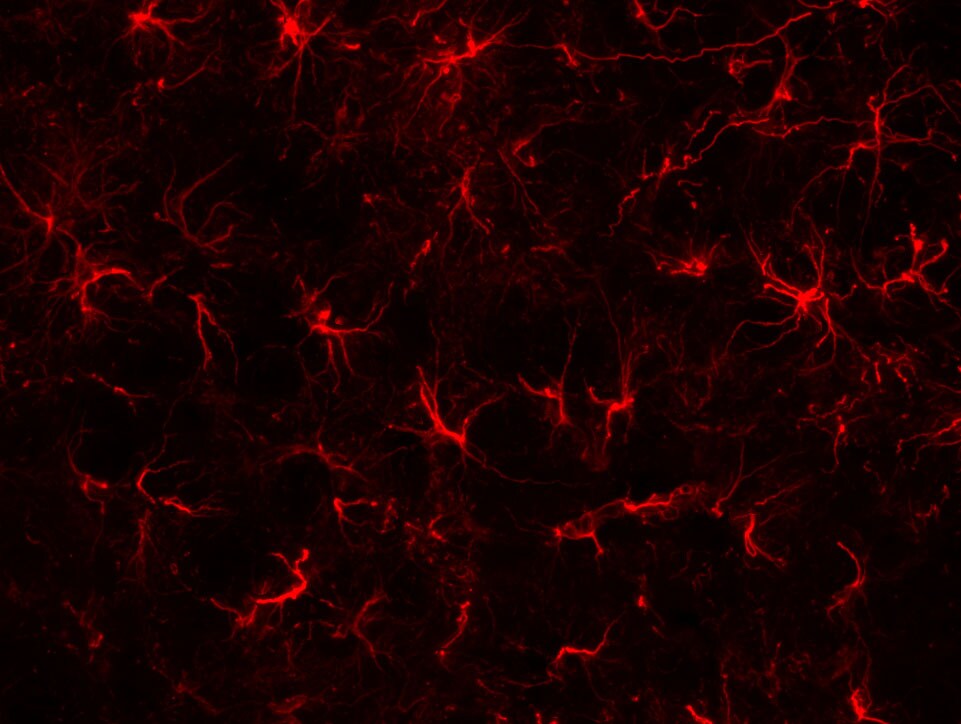GFAP Antibody (5C10) - BSA Free NBP1-05197