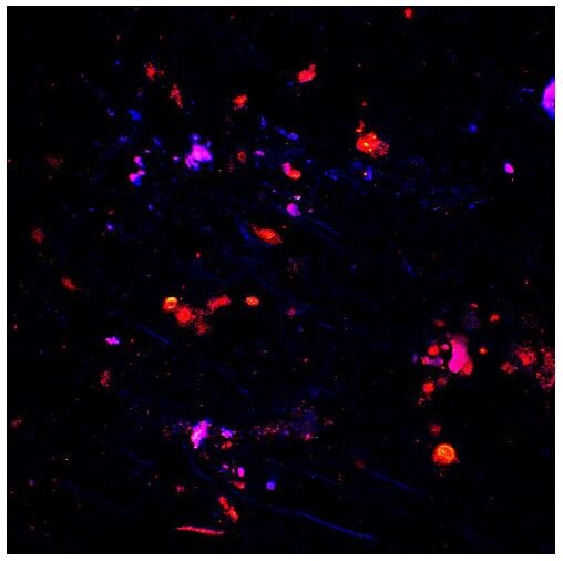 TNF-alpha Antibody - BSA Free NBP1-19532