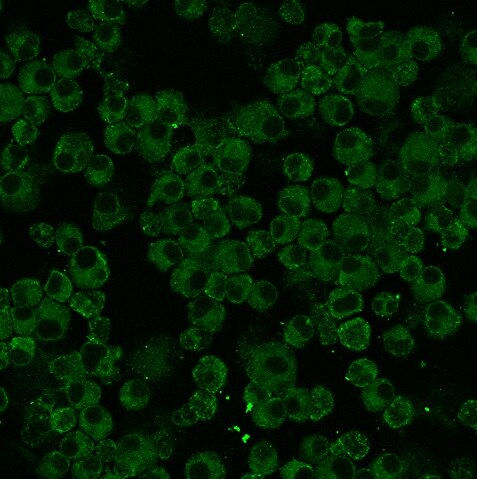 Rab5a Antibody NBP1-20255