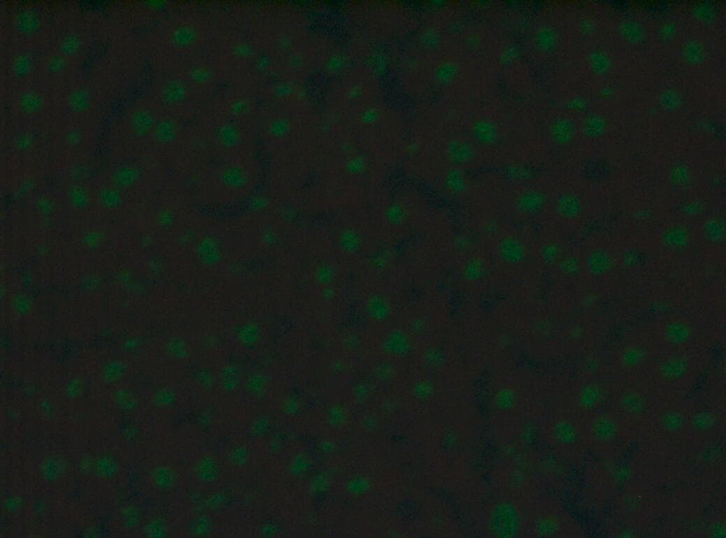 Goat anti-Canine IgG (H+L) Secondary Antibody [FITC] NBP1-75720
