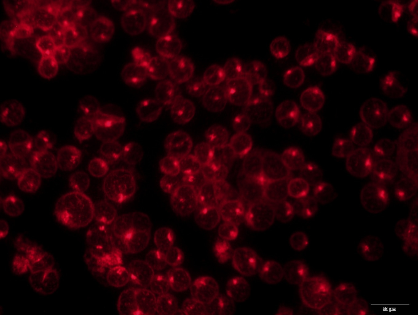 MICA Antibody - BSA Free NBP1-76805
