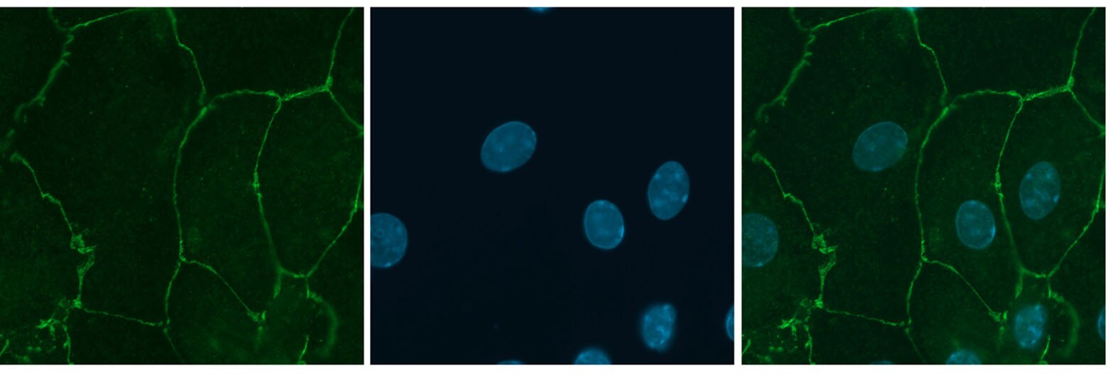 Occludin Antibody - BSA Free NBP1-87402