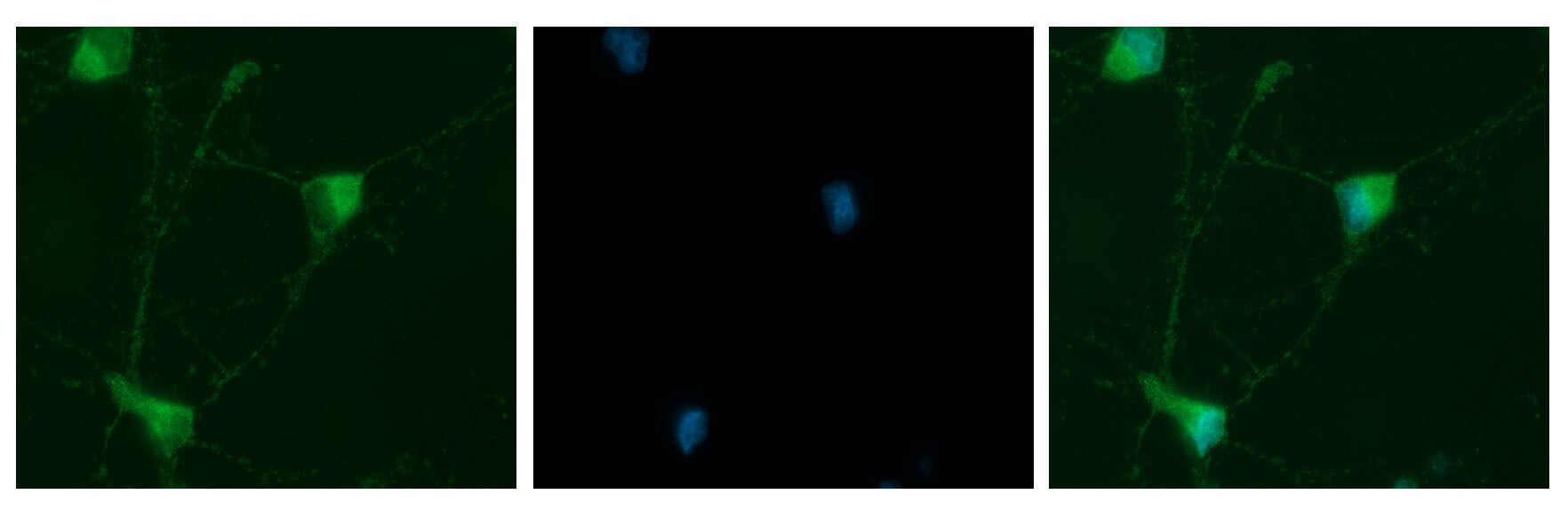14-3-3 epsilon Antibody - BSA Free NBP1-89827