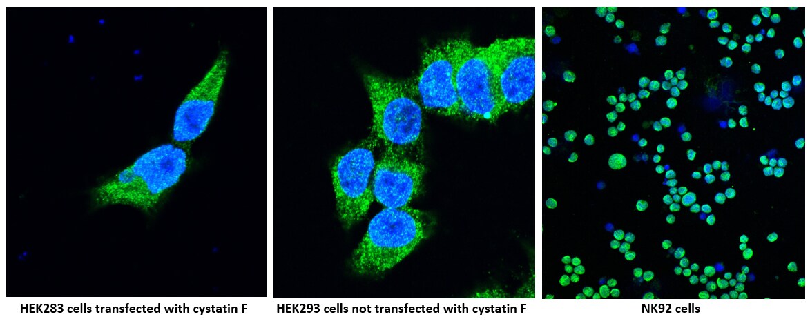 Cystatin F Antibody - BSA Free NBP2-13881