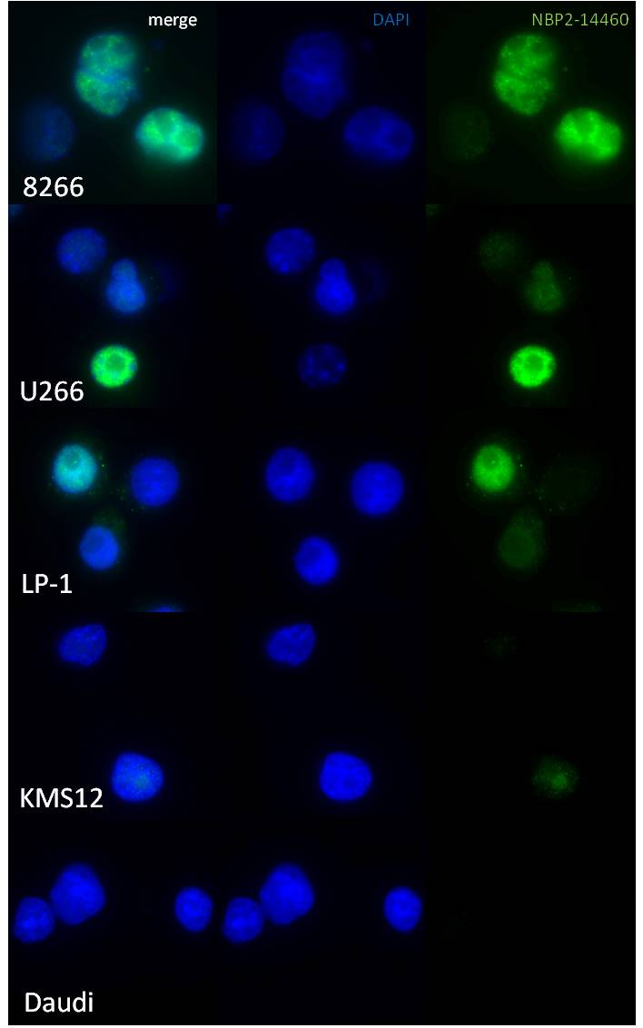 Cyclin D2 Antibody - BSA Free NBP2-14460
