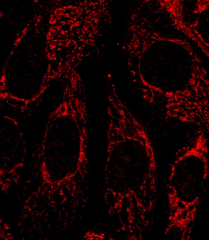 FACL4 Antibody NBP2-16401