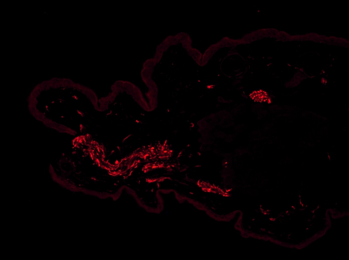 TLR7 Antibody - BSA Free NBP2-24906