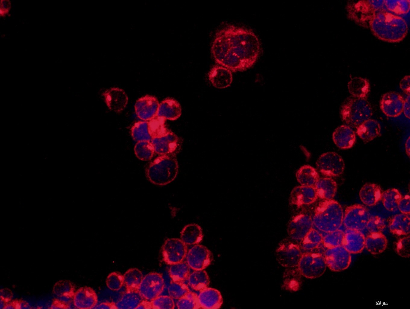 ULBP-3 Antibody - BSA Free NBP2-31866