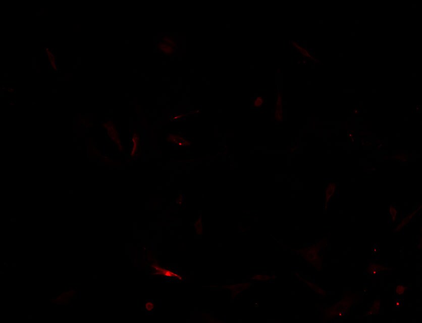 beta-Actin Antibody [Alexa Fluor® 647] NB600-503AF647