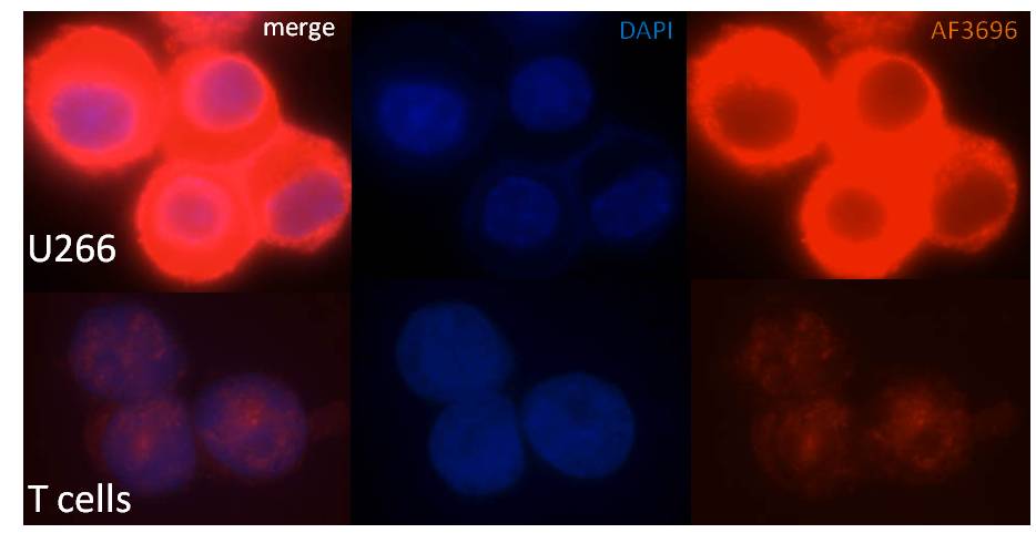 Human/Mouse c‑Myc Antibody AF3696