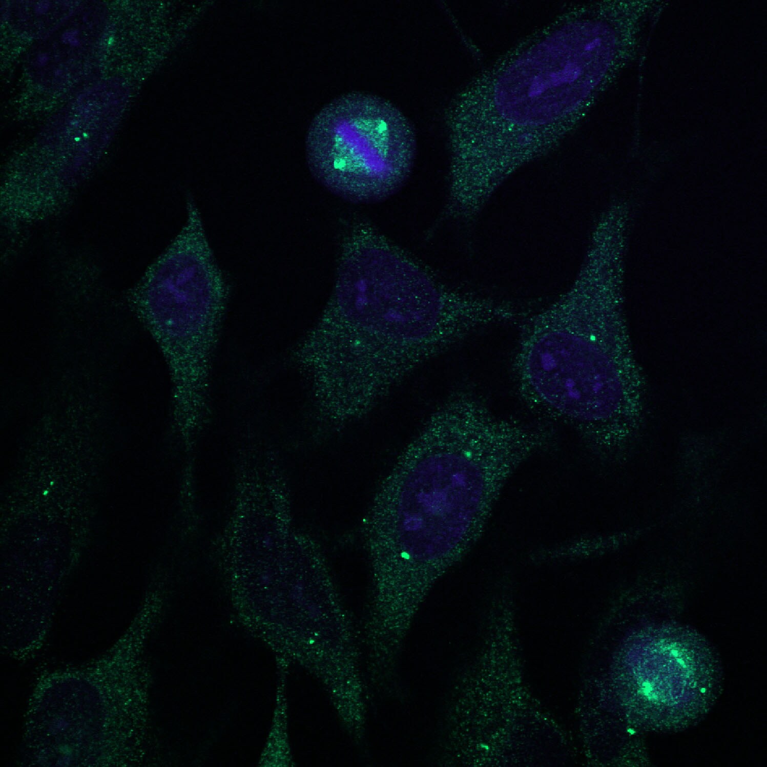 gamma Tubulin Antibody (TU-30) - BSA Free NB500-574