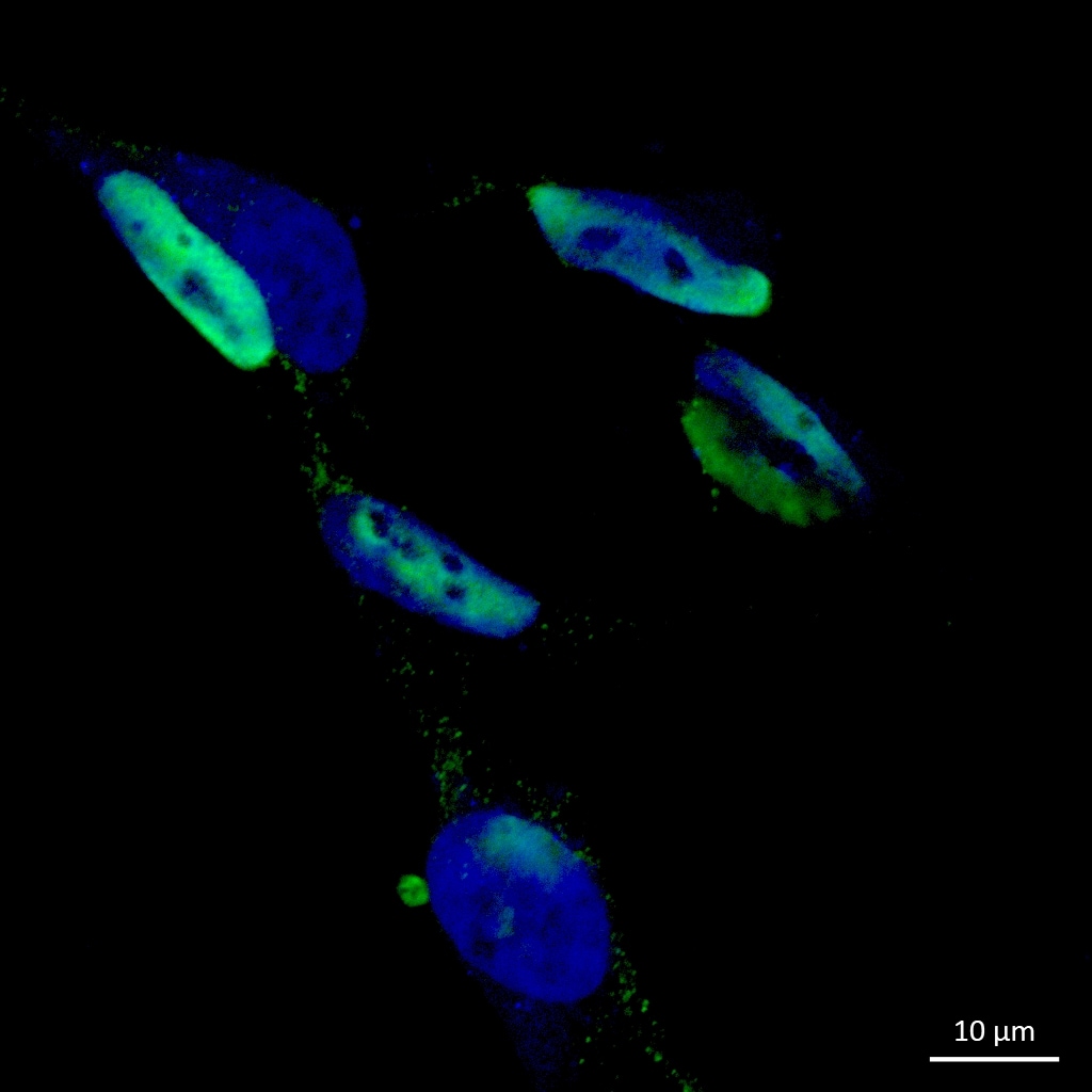 hnRNP H Antibody - BSA Free NB100-385