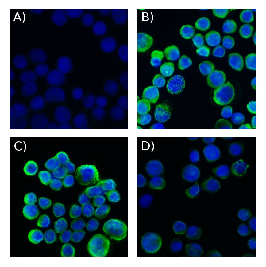 Cytokeratin, pan Antibody (AE-1/AE-3) [Biotin] NBP2-33200B