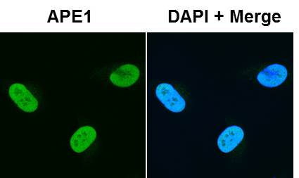 APE Antibody - BSA Free NB100-101