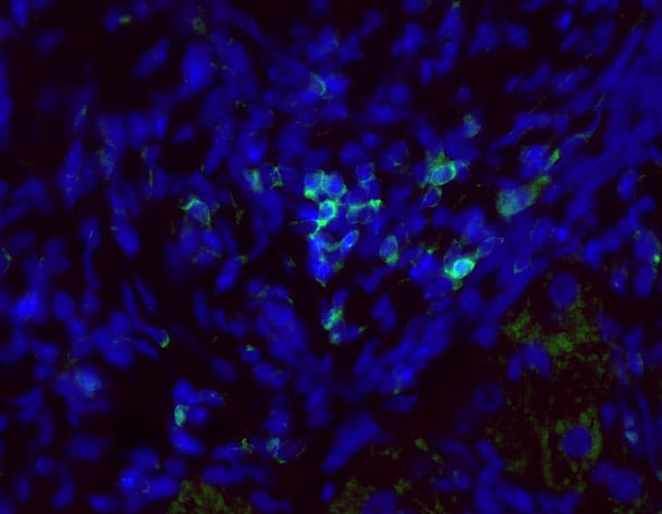 CD45 Antibody (30-F11) - BSA Free NB100-77417