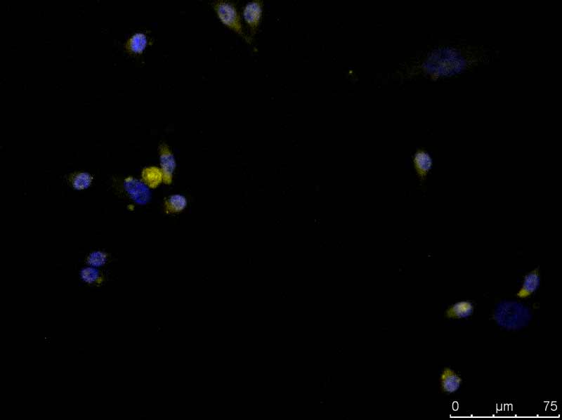CITED1 Antibody (5H6) - Azide and BSA Free H00004435-M03