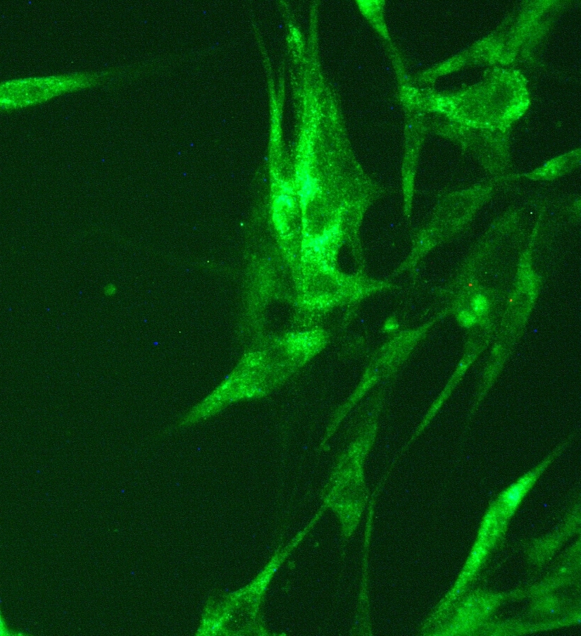 HIF-1 alpha Antibody (H1alpha67) NB100-105