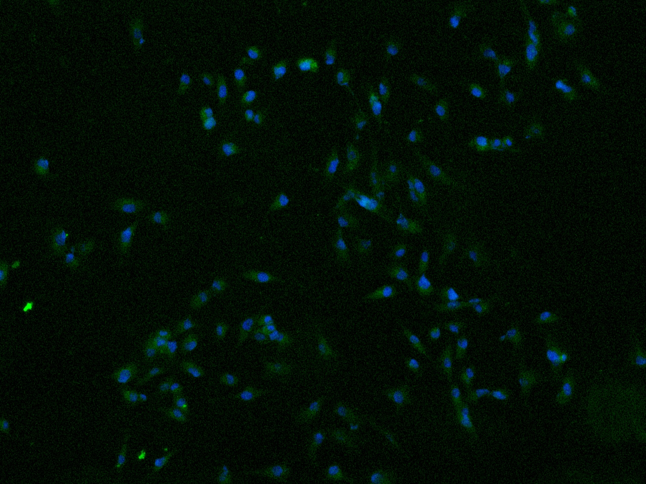 Humanin Antibody - BSA Free NB100-56877