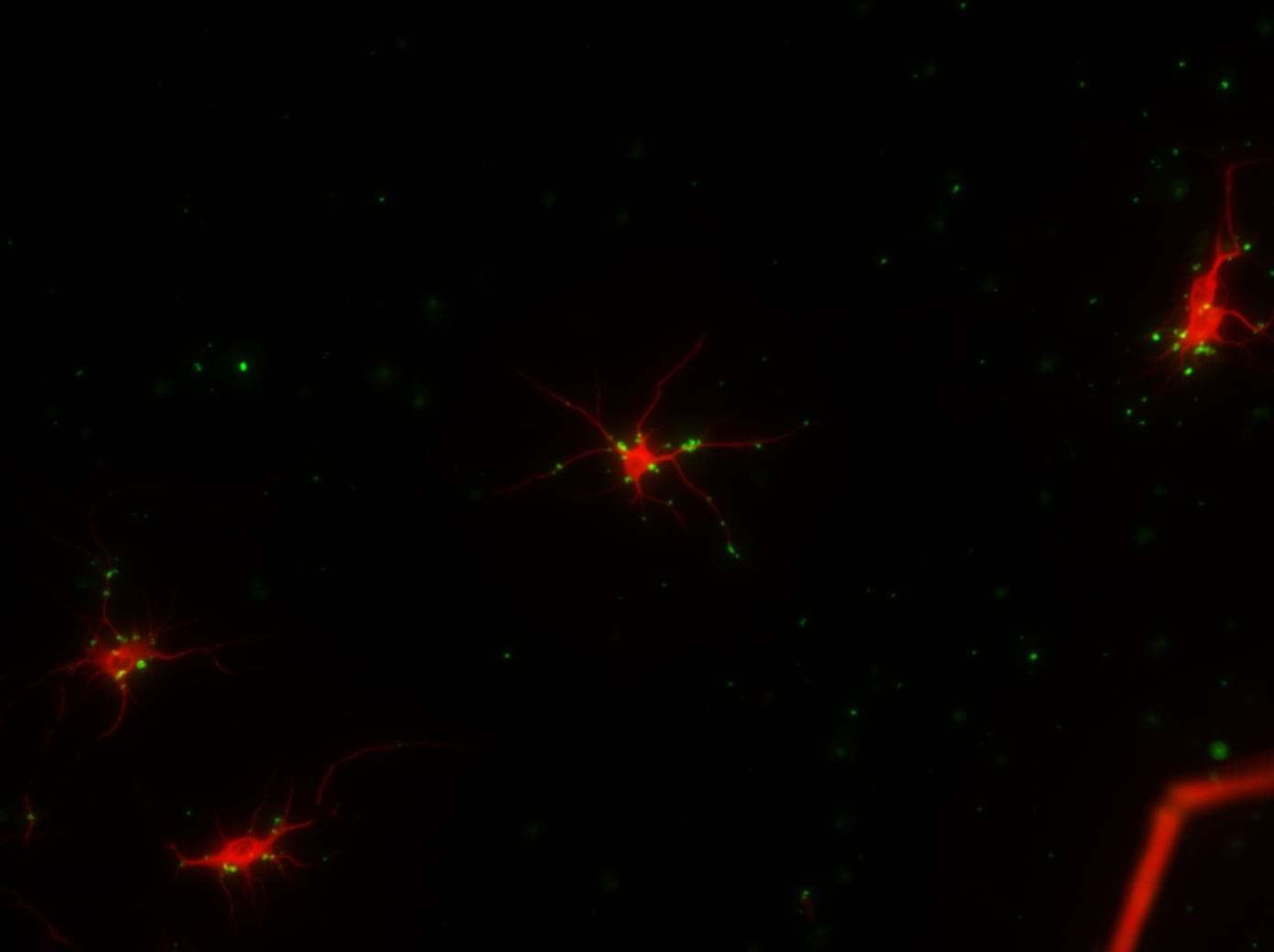 MAP2 Antibody (5H11) - BSA Free NBP1-92711