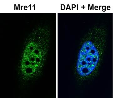 Mre11 Antibody - BSA Free NB100-142