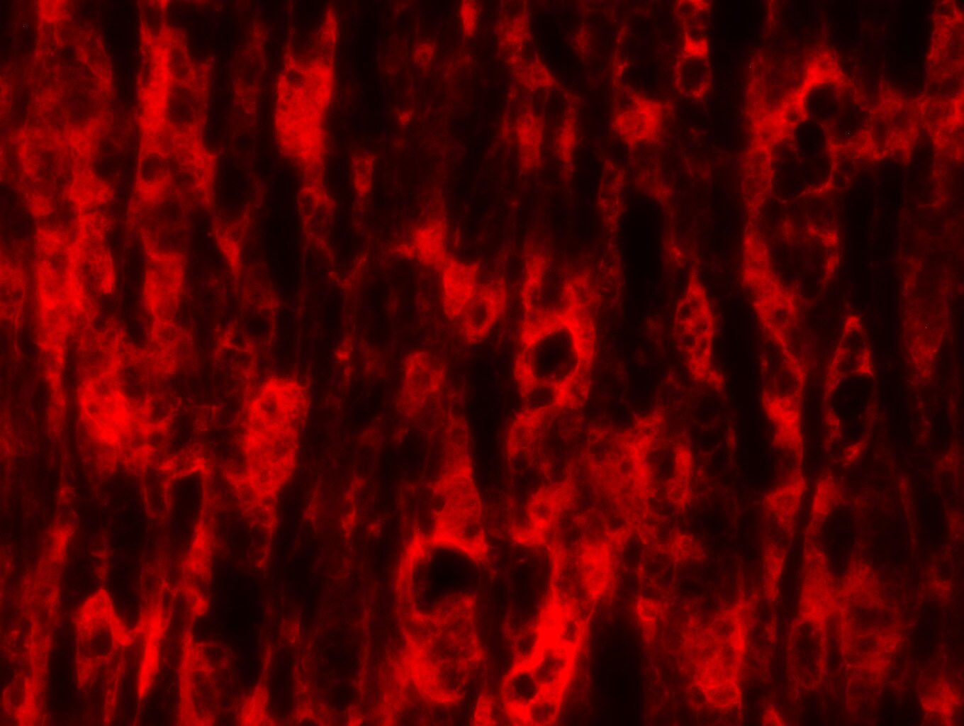 NOD2 Antibody (2D9) - BSA Free NB100-524