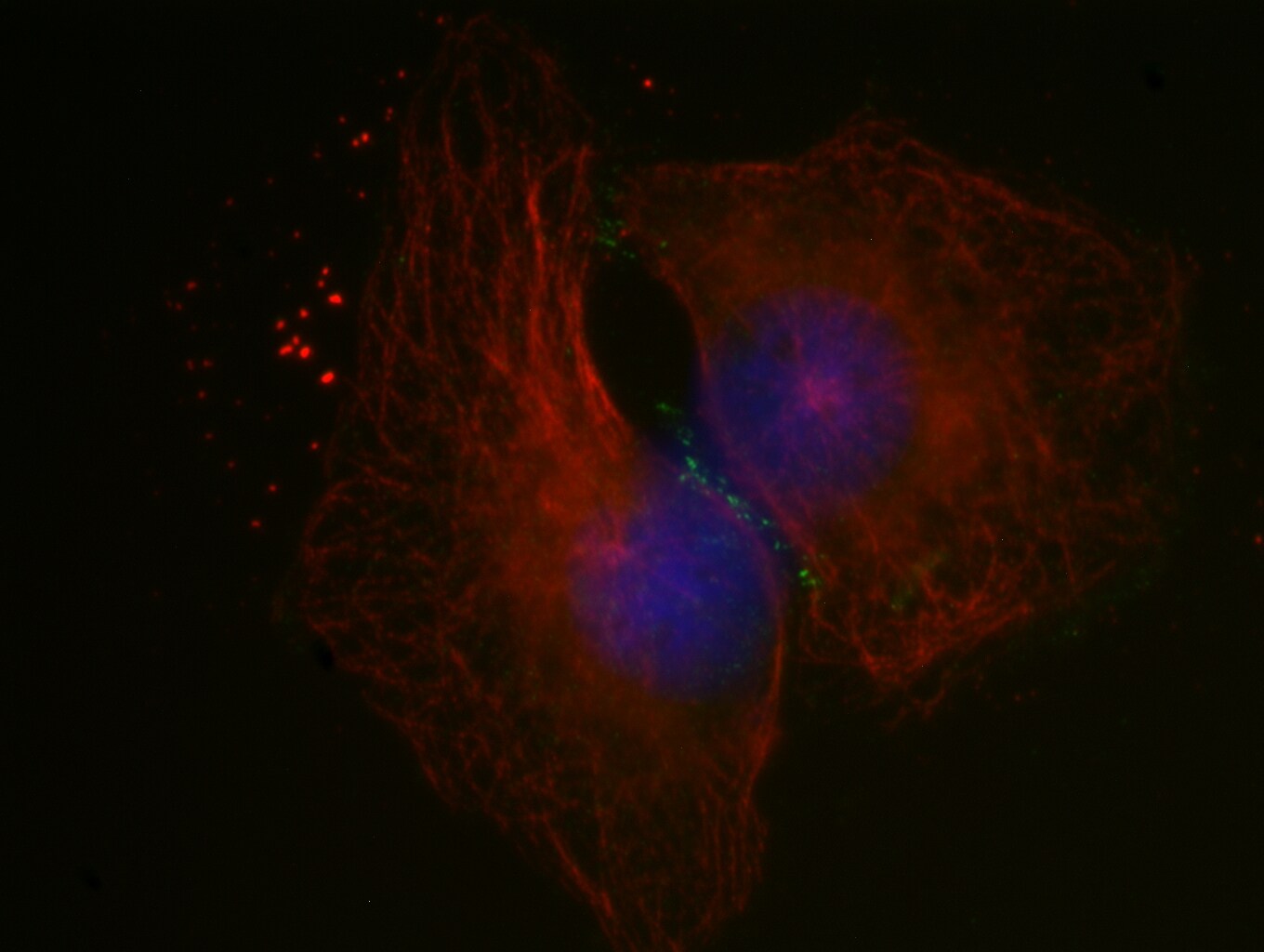 PARD3/Par3 Antibody - BSA Free NBP1-88861