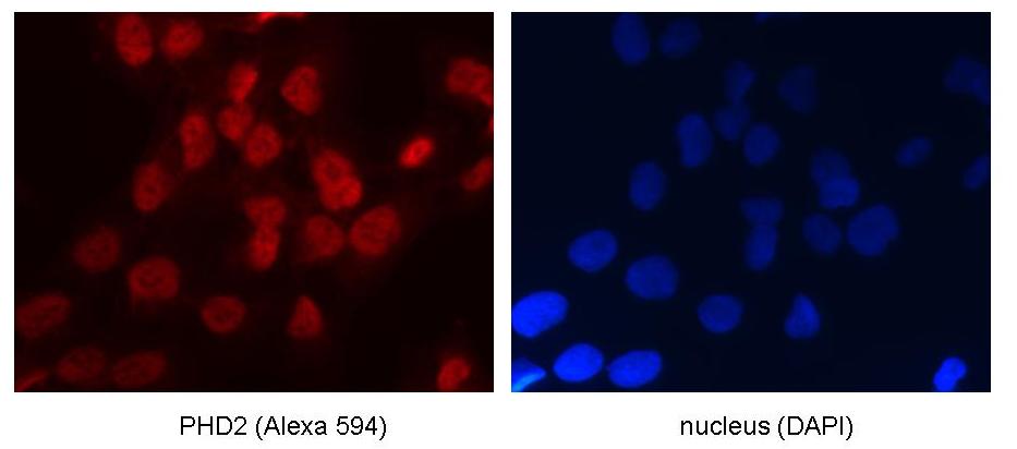 EGLN1/PHD2 Antibody - BSA Free NB100-137