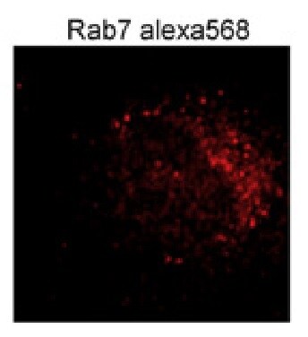 RAB7B Antibody (3B3) - Azide and BSA Free H00338382-M01