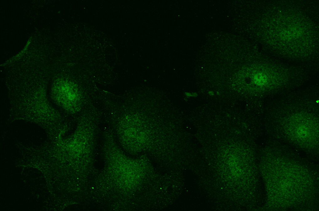 Rab5a Antibody - BSA Free NB120-13253