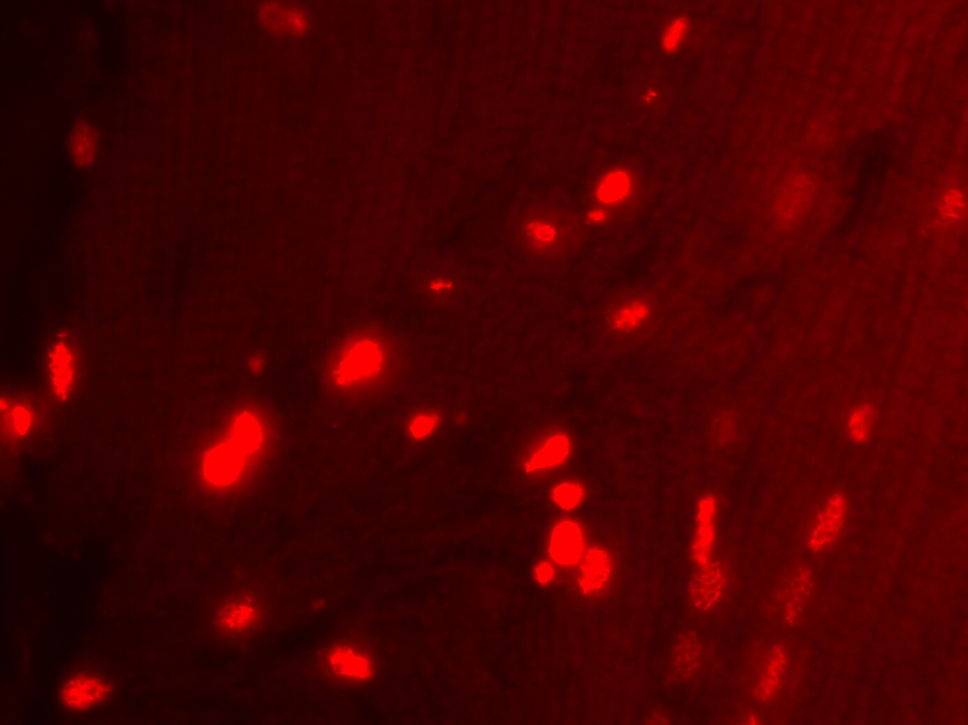 Chicken anti-Rabbit IgG (H+L) Secondary Antibody [DyLight 550] NBP1-75570
