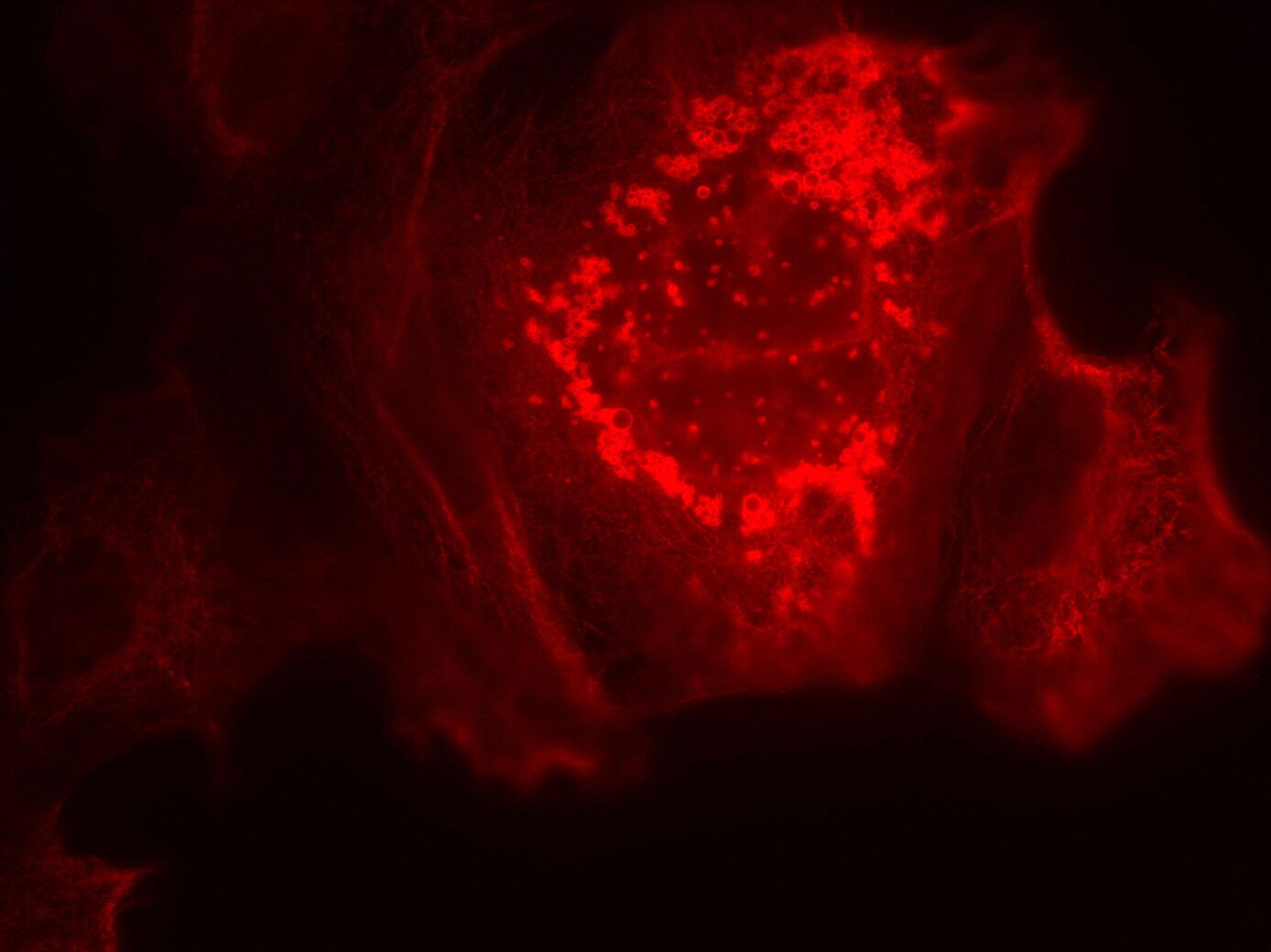 Chicken anti-Rabbit IgG (H+L) Secondary Antibody [DyLight 594] NBP1-75571