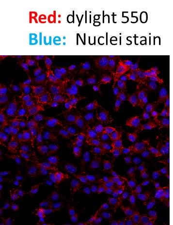 Donkey anti-Rabbit IgG (H+L) Secondary Antibody [DyLight 550] (Pre-adsorbed) NBP1-75636