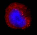 Donkey anti-Rabbit IgG (H+L) Secondary Antibody [DyLight 594] (Pre-adsorbed) NBP1-75637