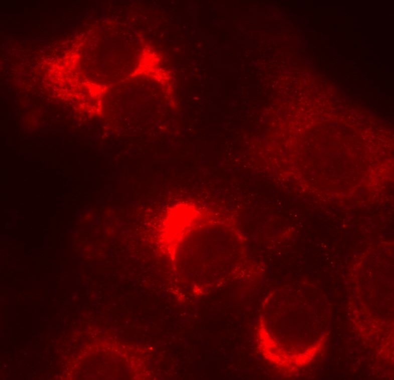 Goat F(ab')2 anti-Rabbit IgG (H+L) Secondary Antibody [DyLight 550] (Pre-adsorbed) NBP1-76085