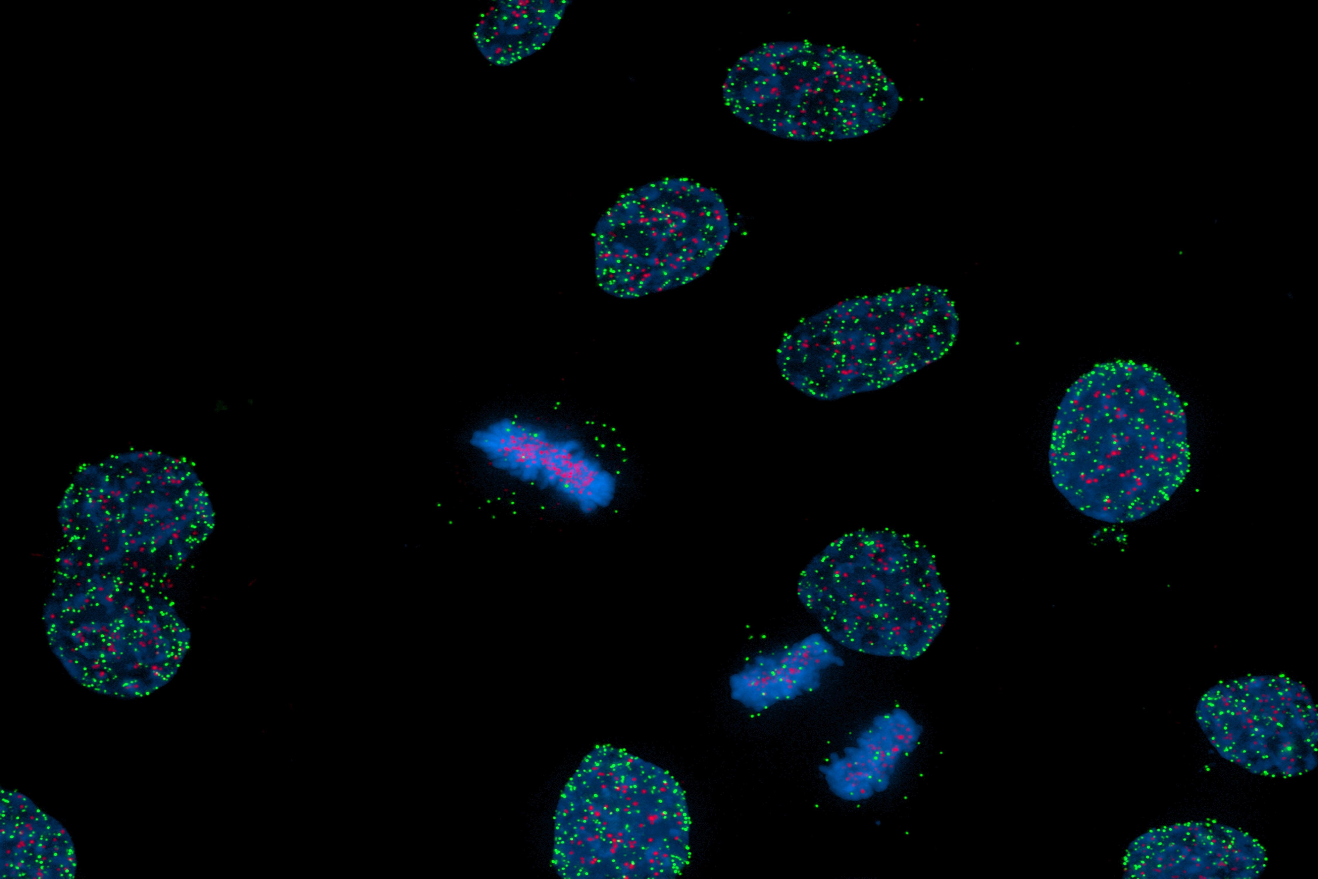 TPR Antibody NB100-2866